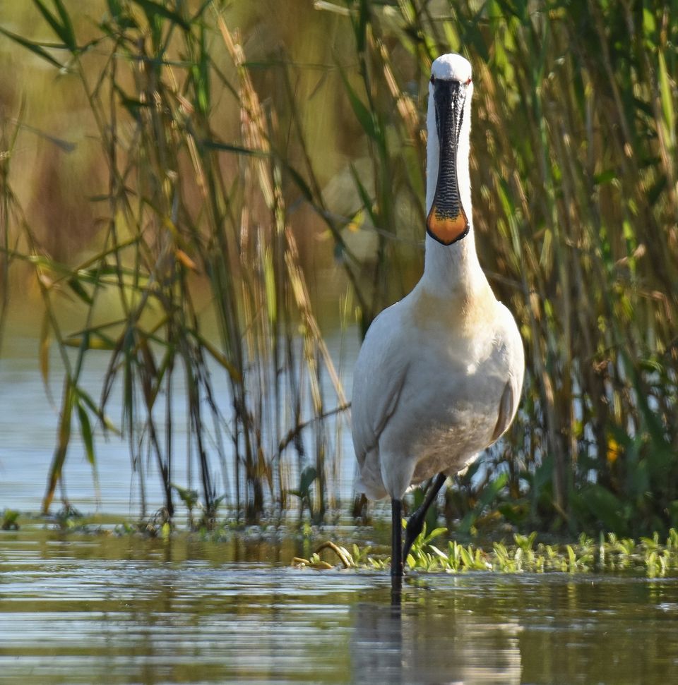 Lepelaar oostvaardersplassen almere