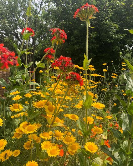 Verfplantentuin Kleine-Lijn