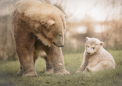 Jonge ijsbeer Otis in Eindhoven Zoo in Mierlo