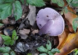 Paddenstoelen vinden in Kasteelpark Geldrop