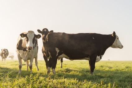 Boerderij BoerBert in Woerden, Groene Hart, koeien in de wei tijdens de Koeiendans waarbij melkkoeien na de winter weer naar buiten gaan op het groene grasland in het landelijke polderlandschap.