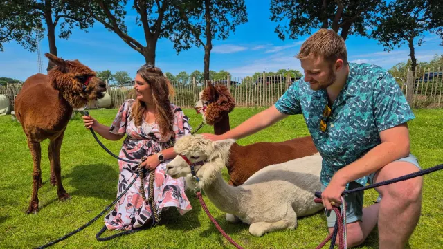 Alpaca Enzo in Wittelte