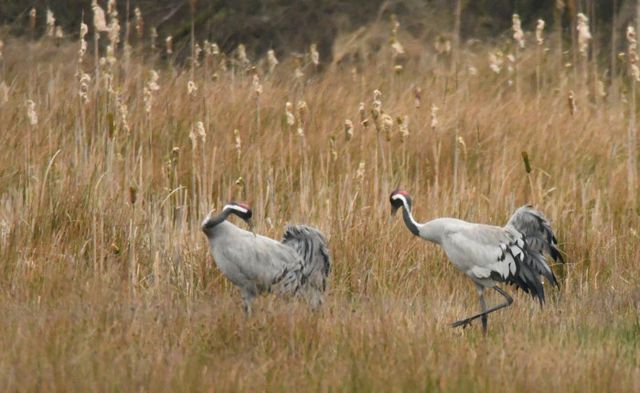 Vroege Vogelexcursie In het Buskersbos