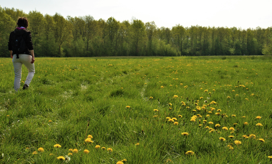rivierduinen