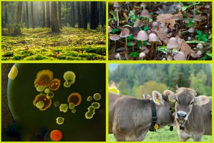 4 plaatjes van omgeving met bomen, koeien, padestoelen en bacteriën