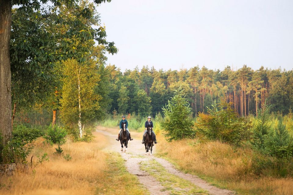 Twee ruiters rijden in galop over een breed zandpad met bos op de achtergrond.