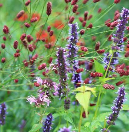 Tuinworkshop Planten combineren