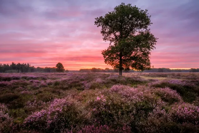 Doldersummerveld in bloei