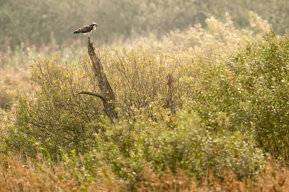 Burgum: historie en natuur