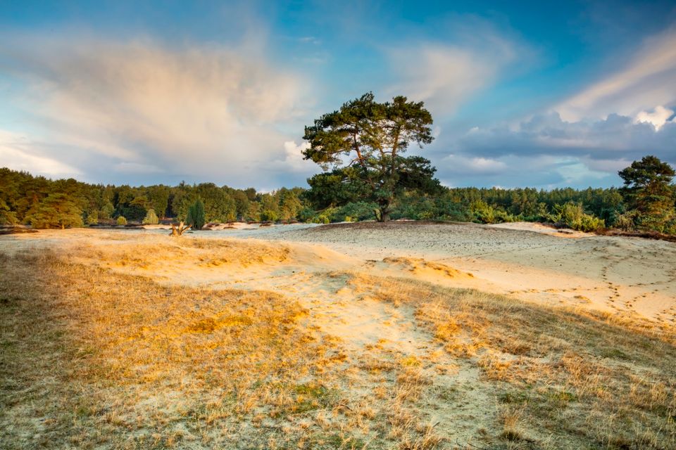 Zandverstuiving met een verhoging waarop een boom in bloei staat. Op de achtergrond zie je een Drents Oerbos.