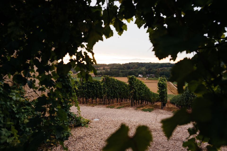 Vineyard Apostelhoeve Maastricht