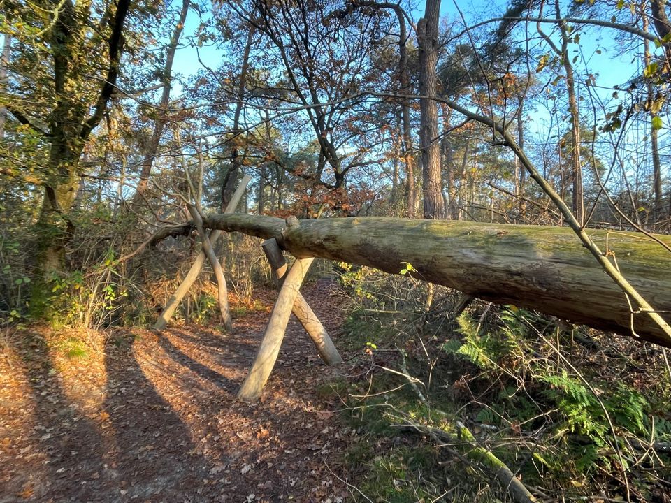 Omgevallen boom langs de Valwindroute