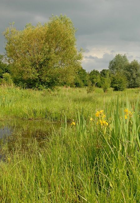 Eijsder Beemden