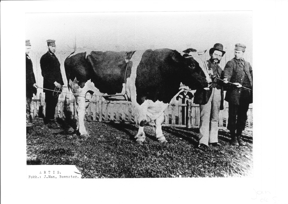 Een zwart-wit foto van een stier genaamd Artis