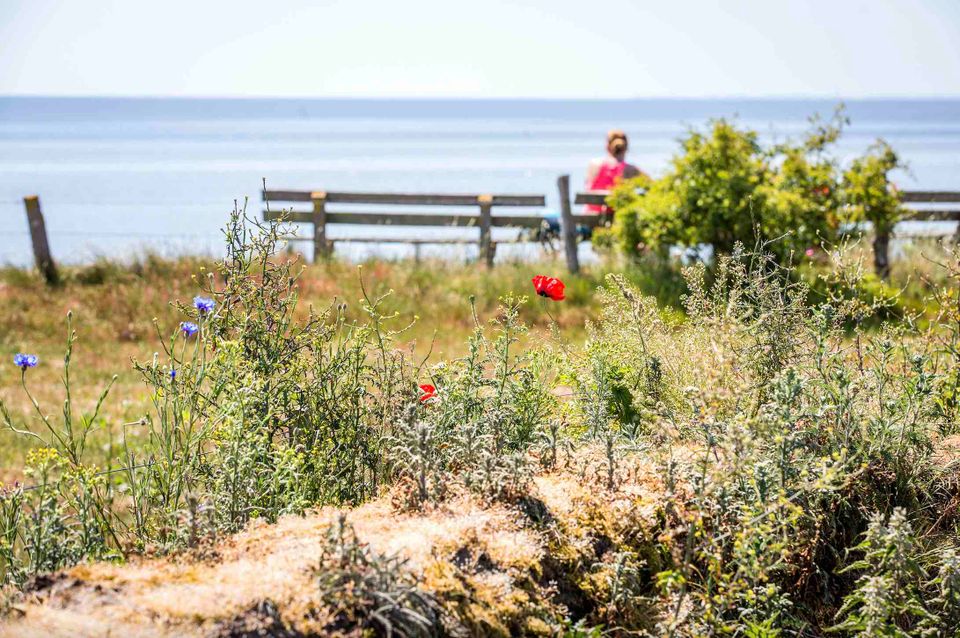 oudemirdumerklif bankje met klaproos