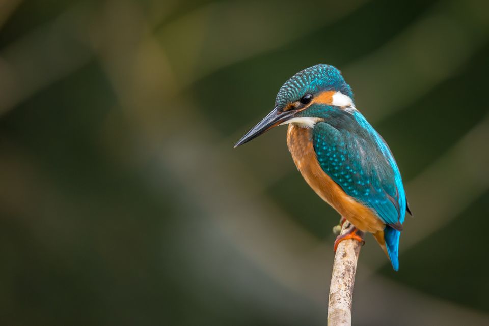 IJsvogel natuurfotografie