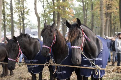 paarden op de Zuidlaardermarkt