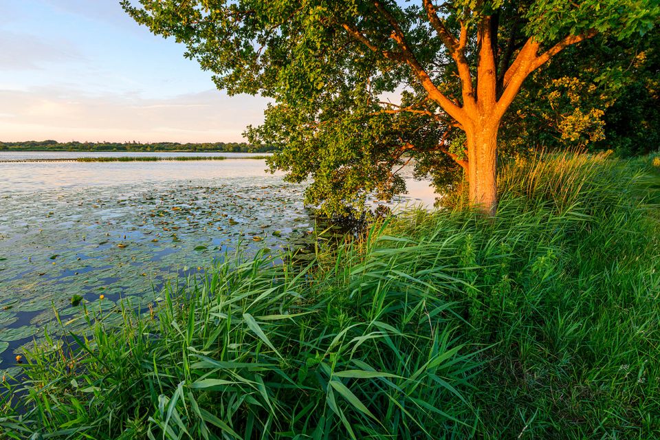 Ankeveense Plassen