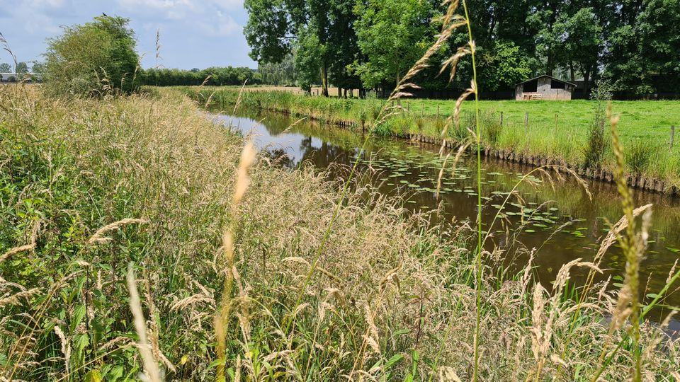 Water met riet en waterlelies.