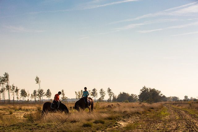 Ruiter op de Cartierheide