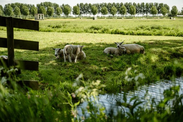 Schapen in de polder
