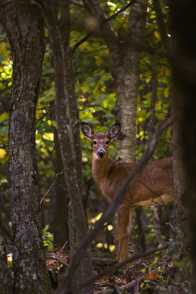 Een hert staat in het bos en kijk recht de camera in