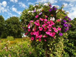 item-image