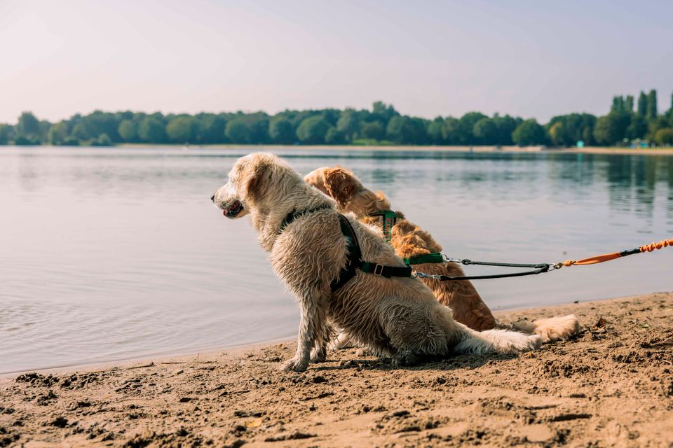Honden zitten bij het water.