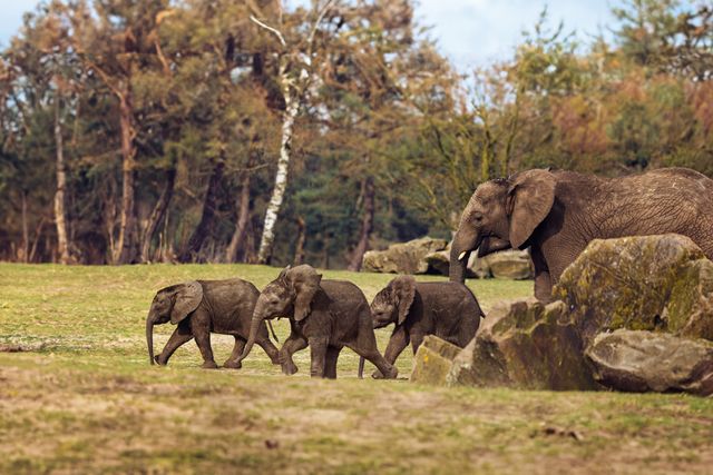 Babyolifantjes bij Safaripark Beekse Bergen