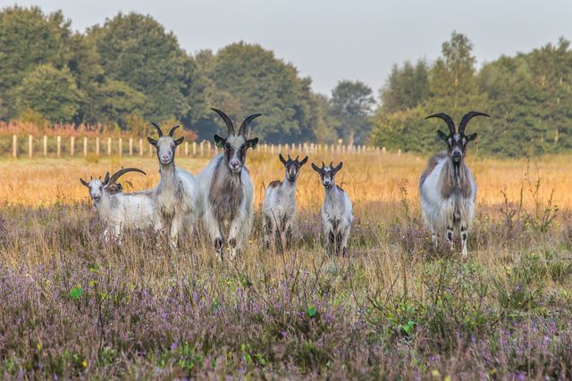 Geiten in Adriaan Tripbos