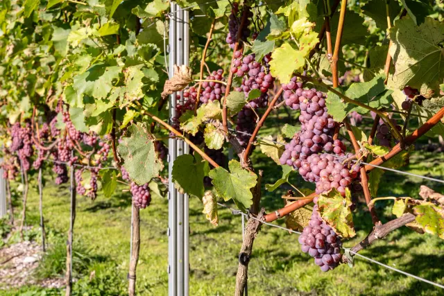 Wijngoed Drenthe, druiven