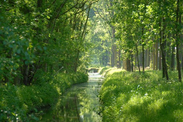 Groene watergang langs het Klompenpad bij Landgoed Zuylestein in Leersum, omringd door dicht bos. De foto laat de rustige, waterrijke natuur langs de wandelroute op de Utrechtse Heuvelrug zien.