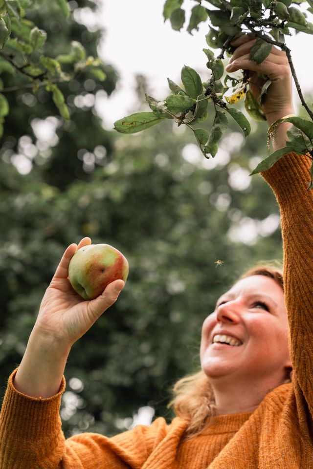 Appels plukken in de Peel