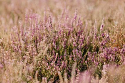 bloeiende heide