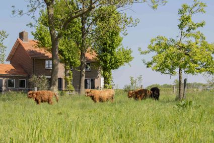 Gastenverblijf Grazelands met koeien in de wei