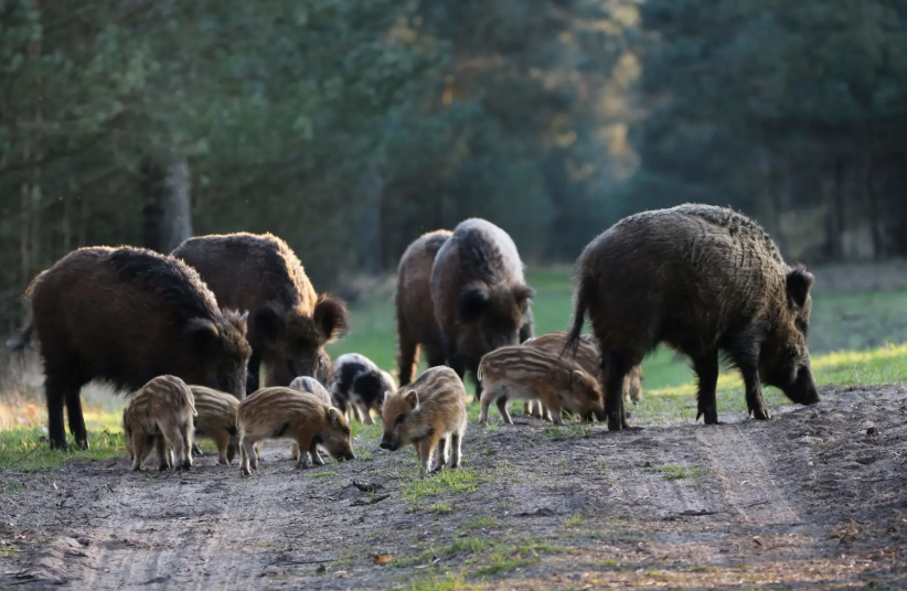 Meerdere zwijnen met kleintjes