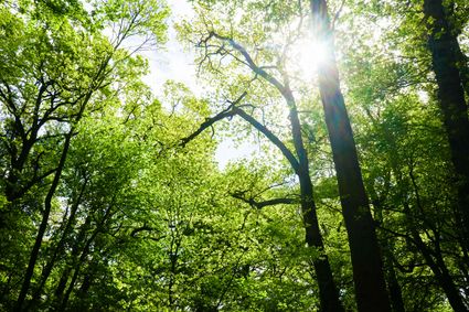 de zon schijnt door de groene bomen