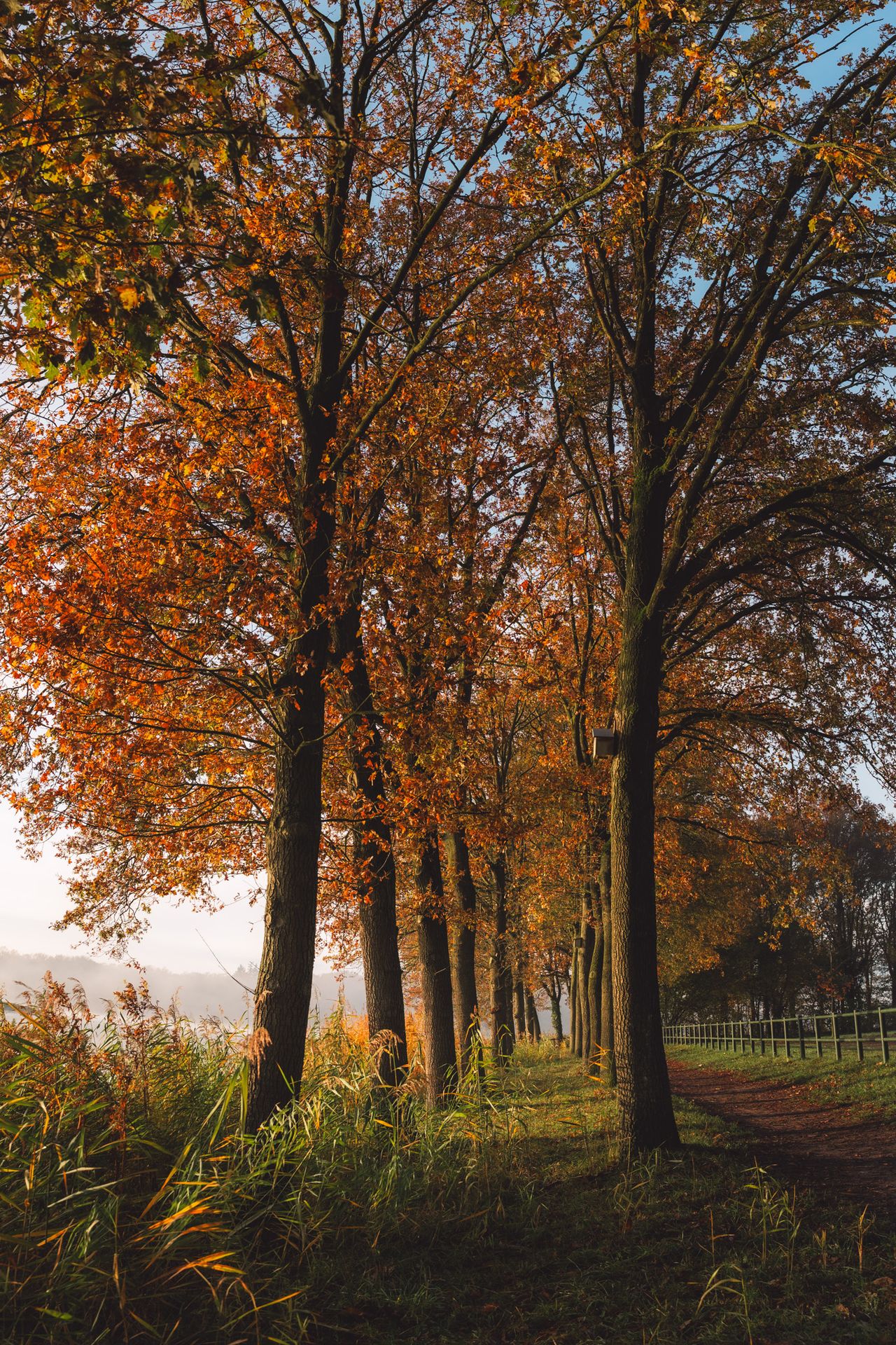 Herfstfoto van de bomen