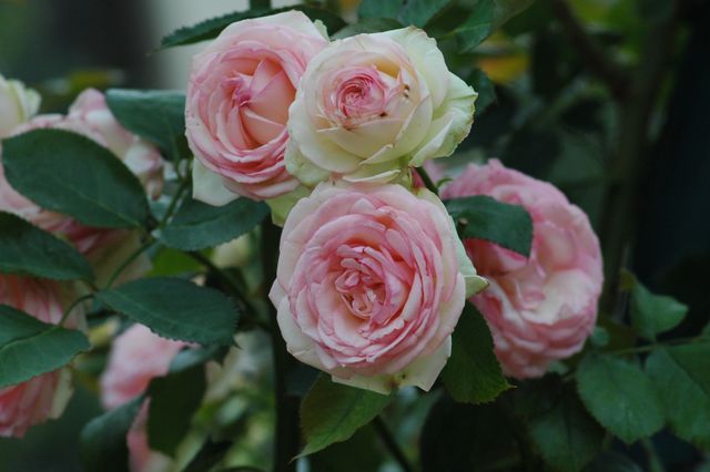 Roze roos