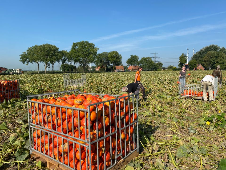 Pompoenmarkt Onstaheerd Sauwerd