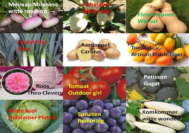 Bijzonder Brabants - Diverse groenten