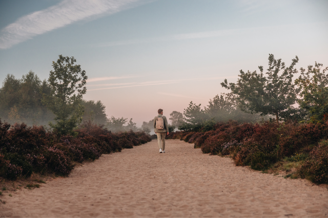 Een man wandelt in de vroege ochtend over een zandpad tussen de paarse door heide op het Ballooërveld.