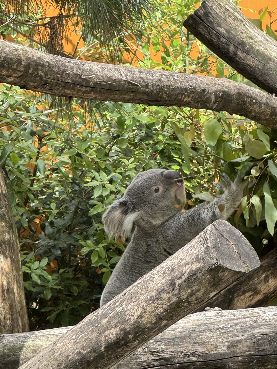 Koala, Christa Zoutenbier