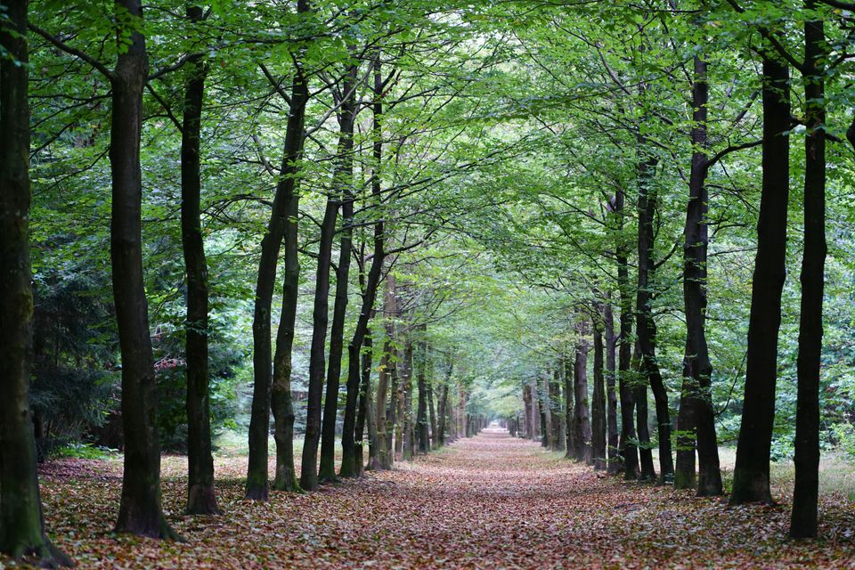 Hoge groene bomen en een pad bedekt met bruine en oranje blaadjes
