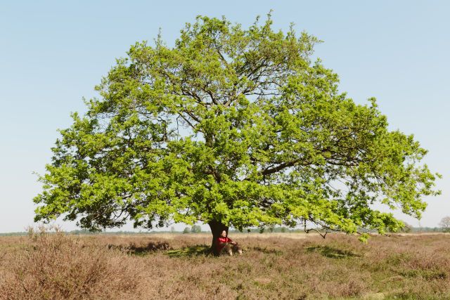 Balloerveld