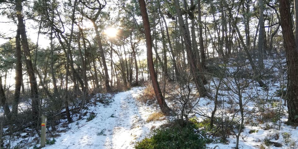 Bos in de sneeuw op Vlieland