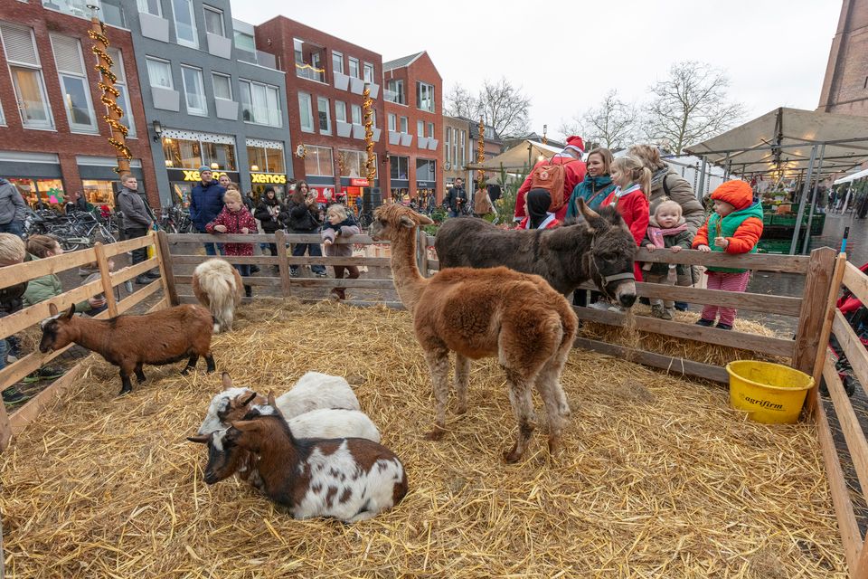 Een vrolijk winters tafereel op de Woerdense streekmarkt, waar kinderen en ouders zich vergapen aan geiten, ezels en een nieuwsgierige alpaca in het knusse dierenverblijf. Tussen de kraampjes, lichtjes en feestelijke drukte brengt deze mini-kinderboerderij warmte en plezier in het hart van de stad — een echt decemberuitje voor het hele gezin.