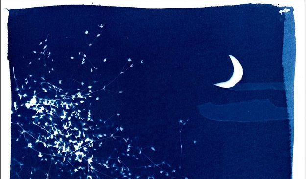 Workshop Cyanotype