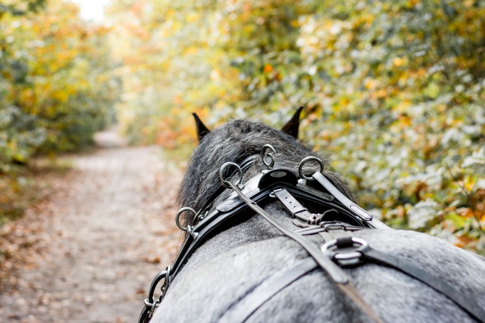 Rijden door de Kempen