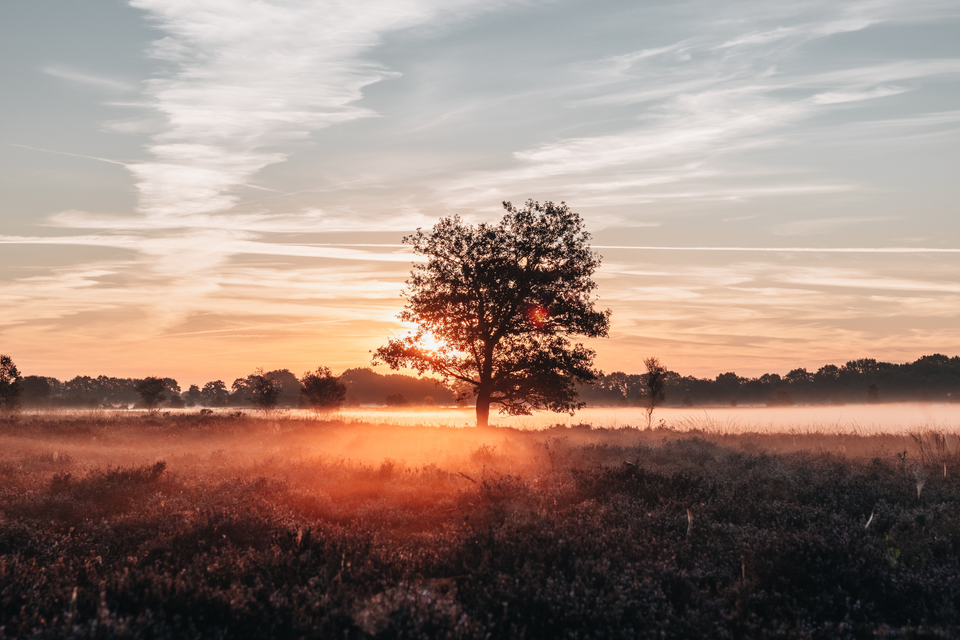 Een boom staat midden tussen de paarse heide in de ochtendnevel op het Ballooërveld.